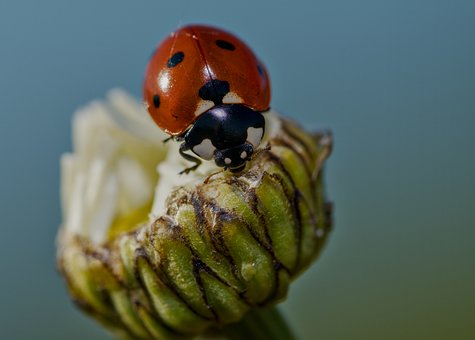 Lieveheersbeestje, Insect, Natuur