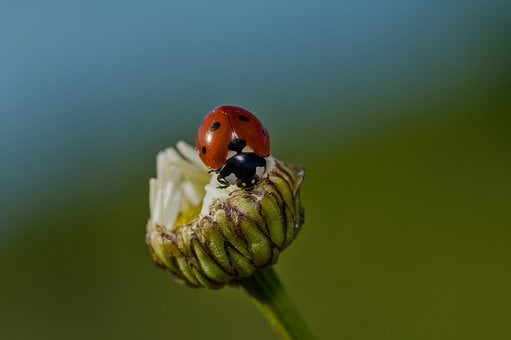 Lieveheersbeestje, Insect, Kever, Natuur