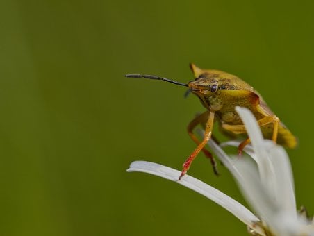 Kever, Natuur, Wildlife