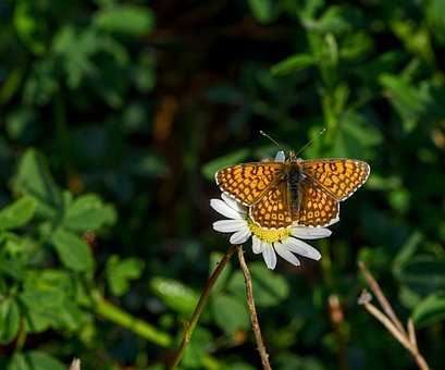 Vlinder, Natuur, Bloem, Macrofotografie