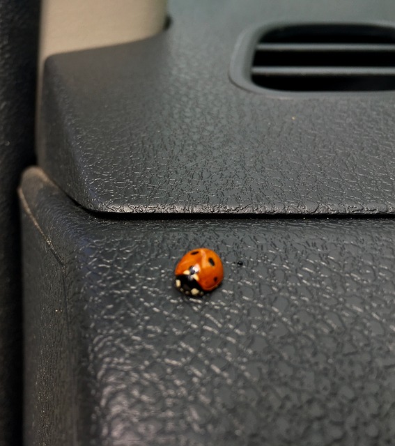 Free Ladybug Car Interior photo and picture