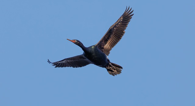 Free Cormorant Nature photo and picture