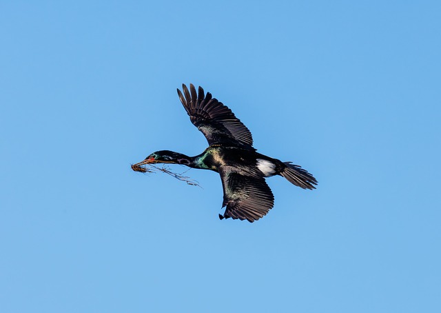 Free Cormorant Nature photo and picture