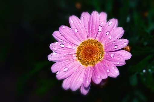 Rosa Blume, Regentropfen, Natur, Garten