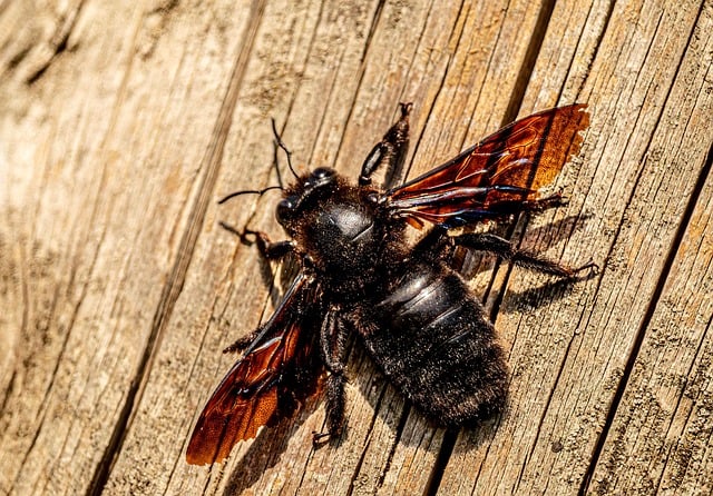 Free Bee Wood photo and picture
