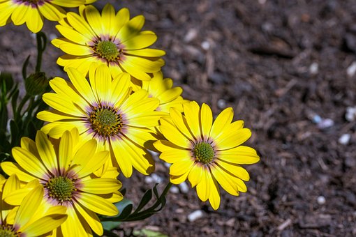Gelb, Blume, Natur, Makro, Nahaufnahme