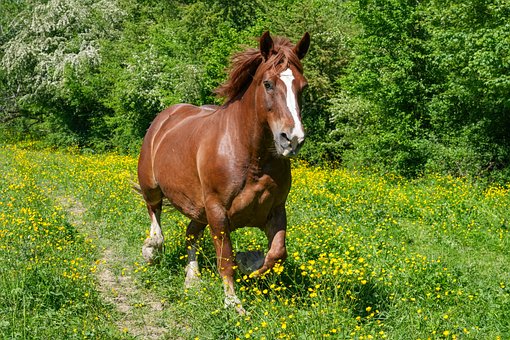 Pferd, Wiese, Braunes Pferd, Galopp