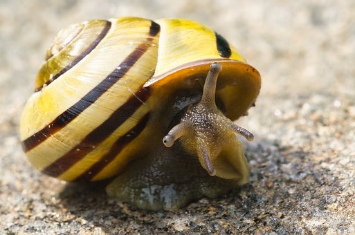 Free Snail Nature photo and picture