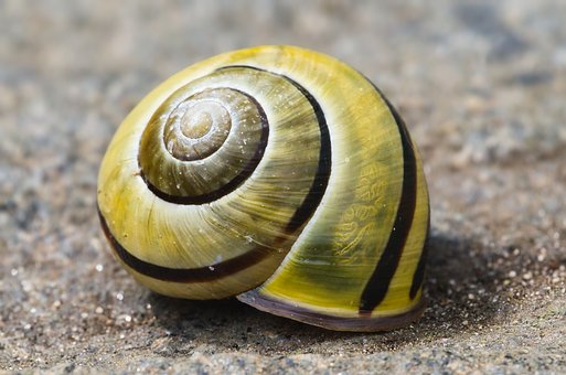 Free Snail Shell photo and picture