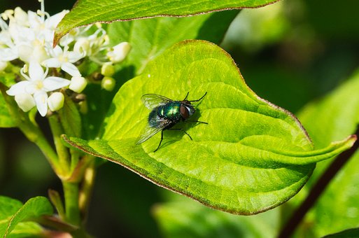 Free Fly Insect photo and picture