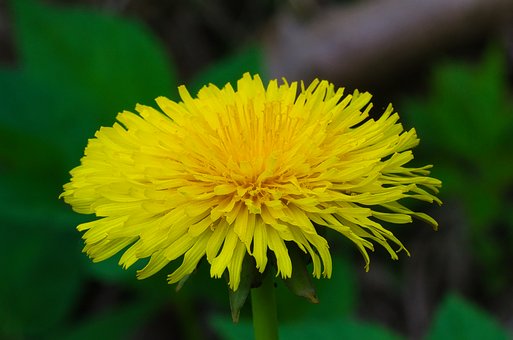 Free Dandelion Nature photo and picture