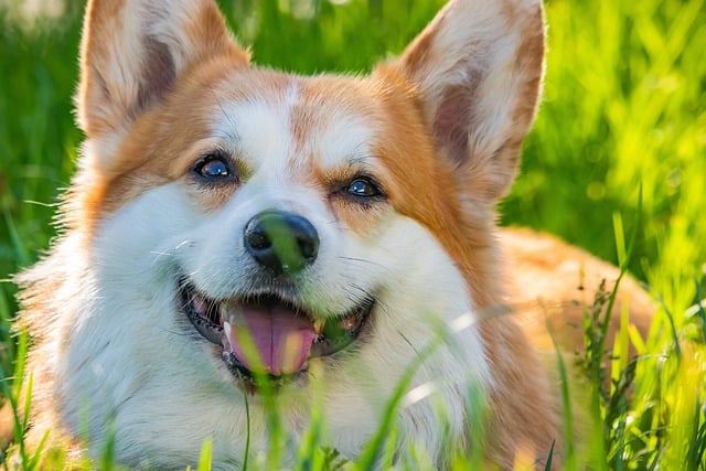 Free Dog Corgi photo and picture