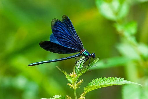 Free Dragonfly Blue Wings photo and picture