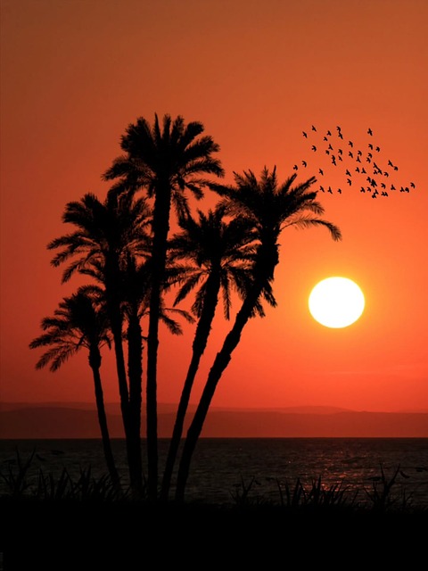Solnedgang, Palmesilhuet