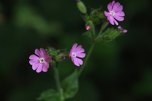 Free Nature Plant photo and picture