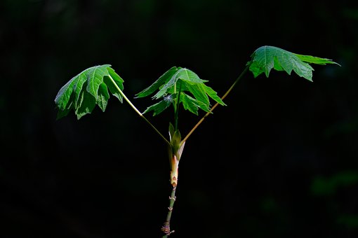 Free Maple Leaves photo and picture