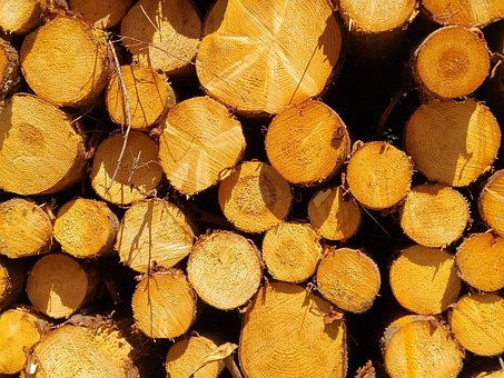 Free Wood Log photo and picture