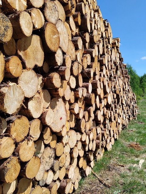 Free Logs Wood photo and picture