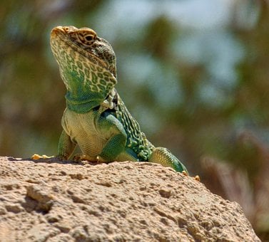 Free Lizard Reptile photo and picture