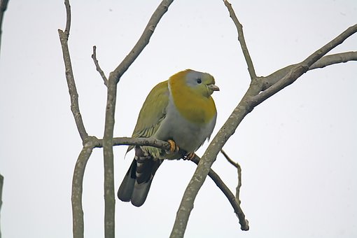 Free Bird Branches photo and picture