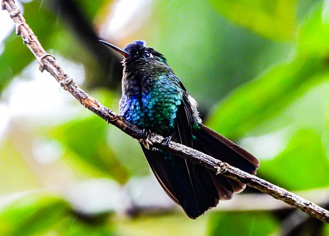 Free Hummingbird Bird photo and picture