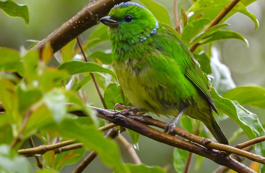Free Bird Colorful photo and picture