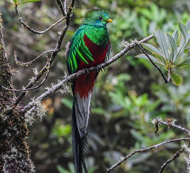 Free Bird Quetzal photo and picture