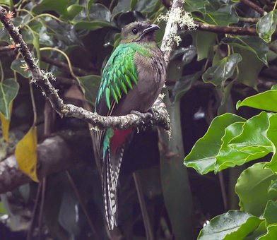 Free Bird Green photo and picture