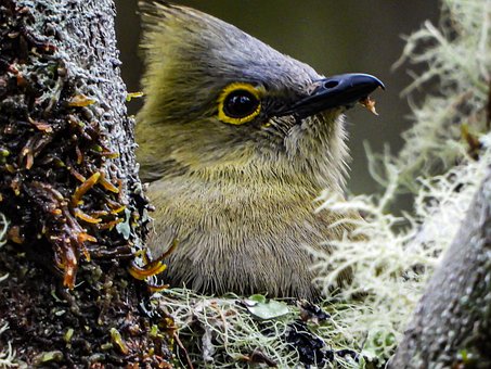 Free Bird Nest photo and picture