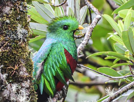 Free Bird Quetzal photo and picture