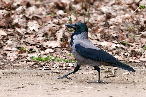 Free Crow Hooded photo and picture