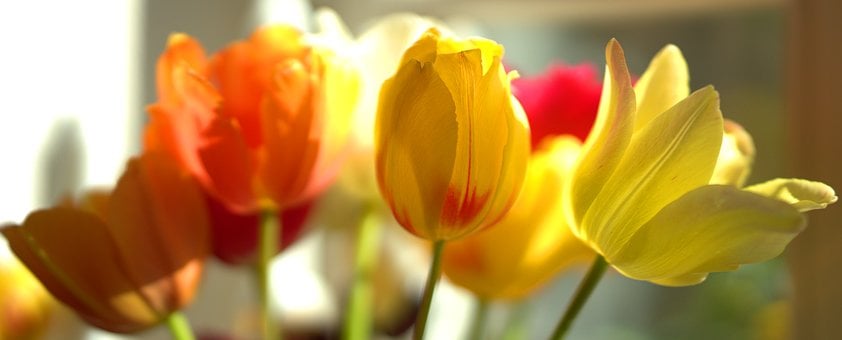Tulpe, Farbe, Frühling, Natur, Blüte