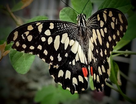 Sommerfugl, Natur, Insekter, Have