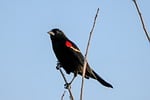 Random: red-winged blackbird, bird, male, black, feathers, perched, branch, tree, animal, nature, clear sky, bird life, wildlife, ecology, birdwatching, agelaius phoeniceus, songbird, beak, wing, resting