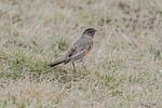 Random: bird, nature, animal, robin, beak, wild, spring, songbird, american robin, feather, perception, ornithology, habitat, field, wildlife, plumage, female, natural, fauna