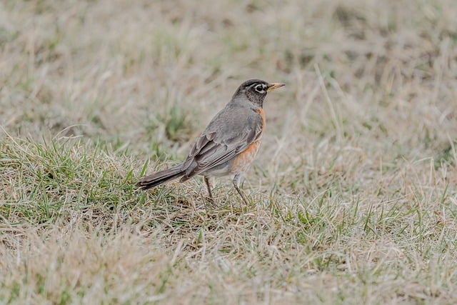 Pájaro, Naturaleza, Animal, Robin, Pico