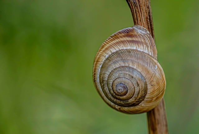 Free Snail Free Wallpaper photo and picture