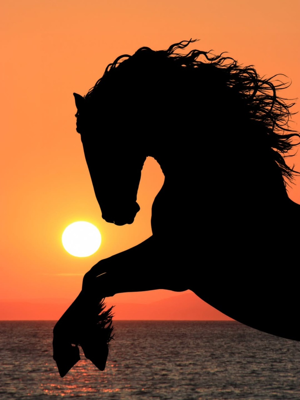 Horse Silhouette Sunset - Free photo on Pixabay