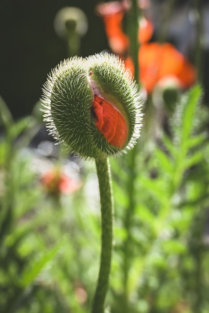 つぼみシリーズ　開花 つぼみ ケシ 花の開花 - Pixabayの無料写真