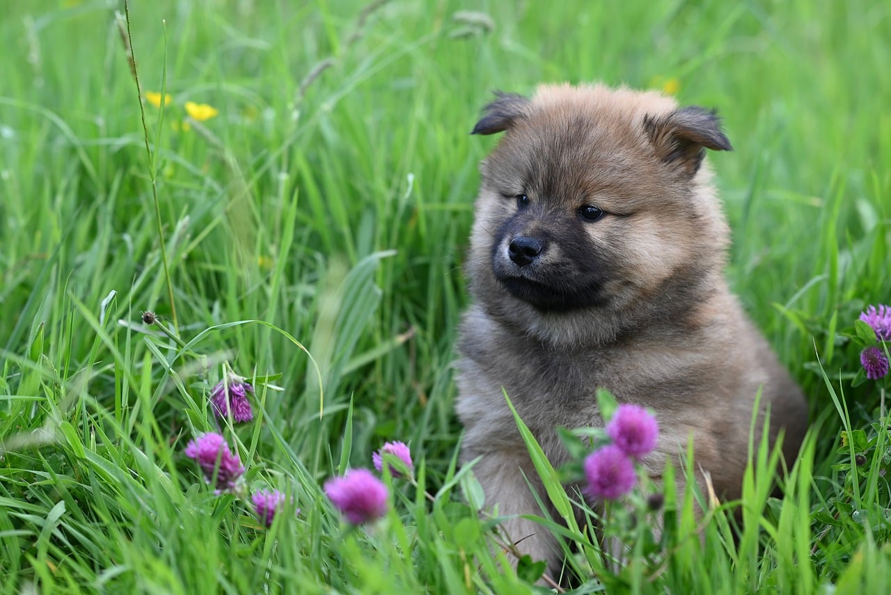 Puppy Grass Flower In - Free photo on Pixabay