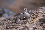 Random: bird chick, sand, juvenile, two, wild, nature, chick, habitat, ornithology, avian, watching, natural, offspring, biotope, ground, sandstone, clay, nestling, earth surface, pebbles, camouflaged