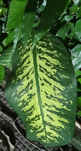 Bladplante, Dieffenbachia-Plante