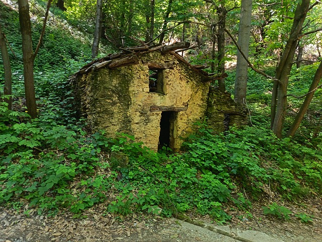 Free Nature Forest photo and picture