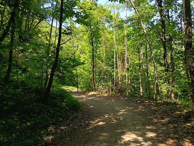 Free Forest Pathway photo and picture