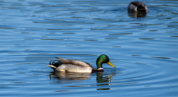 Free Duck Swimming photo and picture