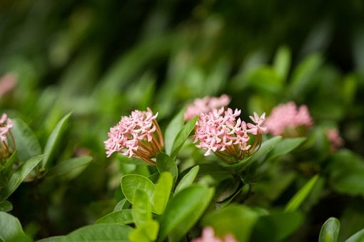 Free Pink Flowers Greenery photo and picture