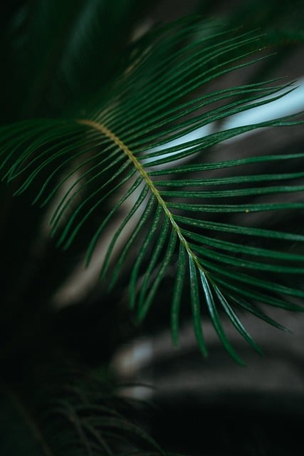 Free Palm Leaf Greenery photo and picture