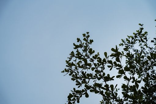 Free Foliage Branch photo and picture