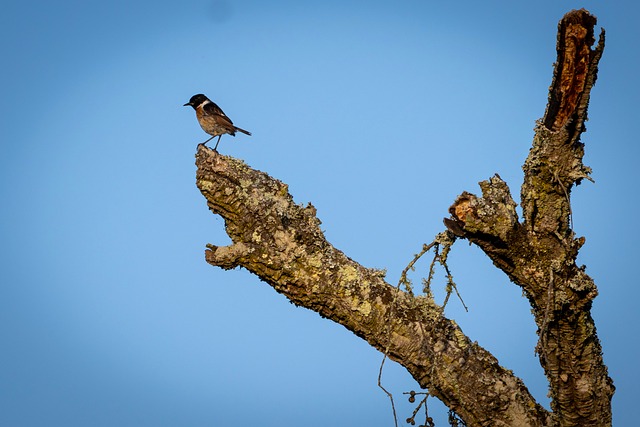 Free Bird Nature photo and picture