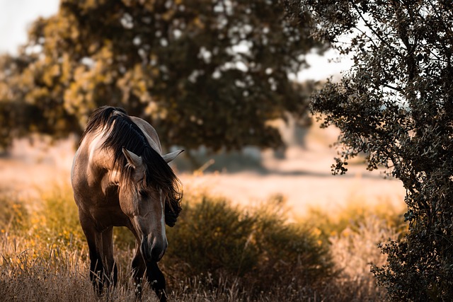 Free Horse Nature photo and picture